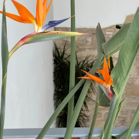 公寓 Casa Nuna Modern Loft With Private Garden Terrace