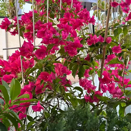 Casa Nuna Modern Loft With Private Garden Terrace Апартаменты Херес-де-ла-Фронтера